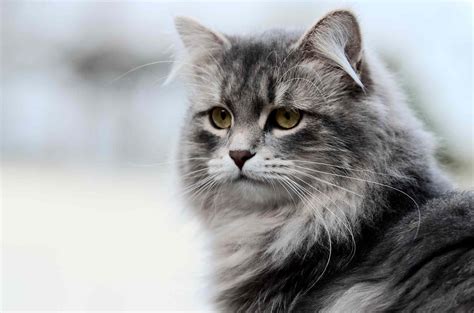russian cat .